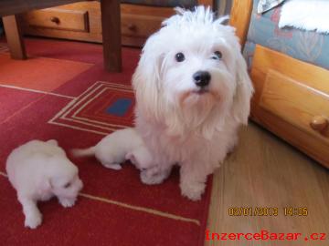 Prodej dvou feneek coton de tulear