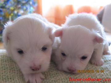 Prodej dvou feneek coton de tulear