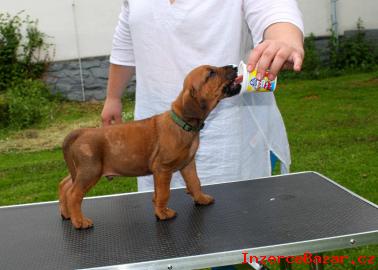 Rhodsk ridgeback