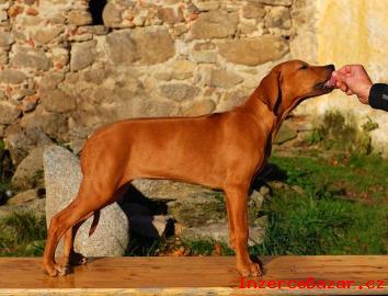 Posledn dv voln feny rhod.  ridgebacka