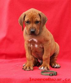 Rhodsk ridgeback rtka s PP