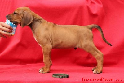 Rhodsk ridgeback rtka s PP