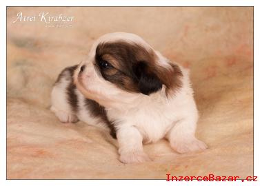 Shih Tzu ttka ( shi-tzu, si-cu, si-tzu )