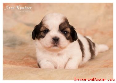 Shih Tzu ttka ( shi-tzu, si-cu, si-tzu )