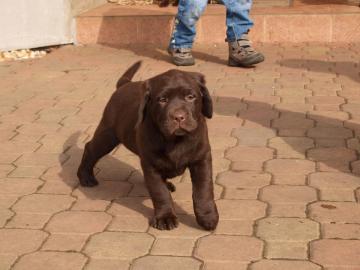 LABRADOR s PP - IHNED K ODBRU