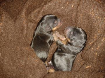 tata Yorkshire terrier