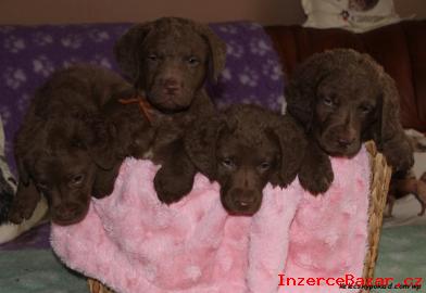 Chesapeake bay retriever s PP