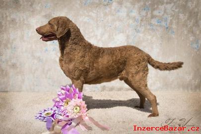 Chesapeake bay retriever s PP