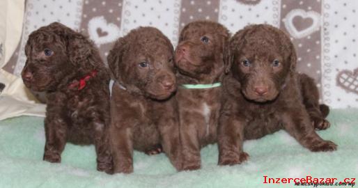 Chesapeake bay retriever s PP