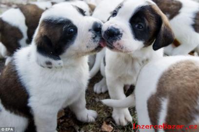 Registrovan Top Quality Saint Bernard