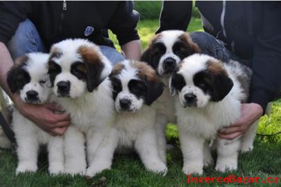 Registrovan Top Quality Saint Bernard