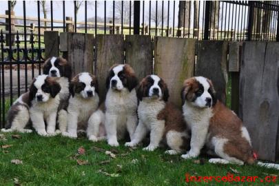 Registrovan Top Quality Saint Bernard