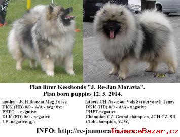 Keeshond / vl pic prodm tata s PP