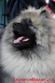 Keeshond / vl pic prodm tata s PP