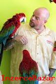 mluv papouek Macaw,