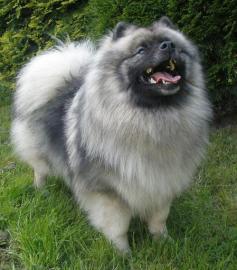 Keeshond / vl pic  tata s PP