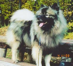 Keeshond / vl pic  tata s PP