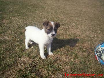 tata Jack russel terira