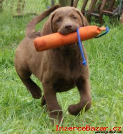 Chesapeake bay retriver (hnd labrador)