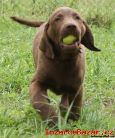 Chesapeake bay retriver (hnd labrador)