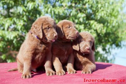 Chesapeake bay retriver (hnd labrador)