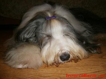 Bearded collie