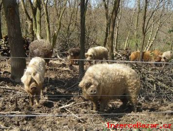 Mangalica - selata