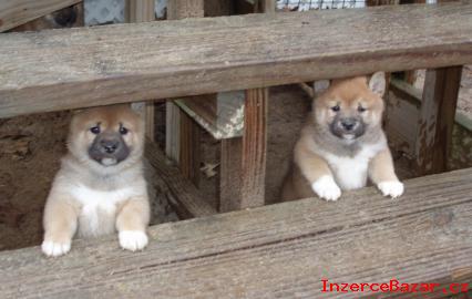 Shiba Inu tn od exkluzivnho kryt na