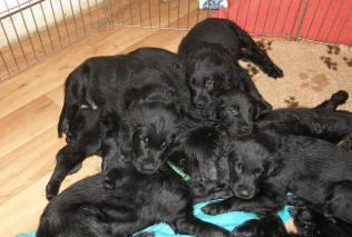 Flat coated retriever