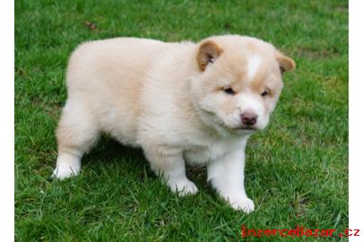 Shiba Inu dog