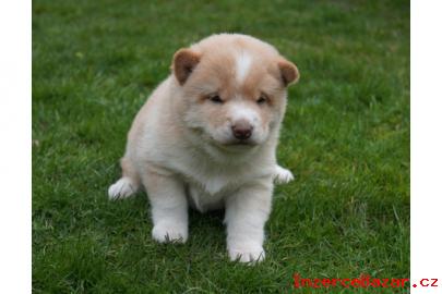 Shiba Inu dog