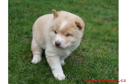 Shiba Inu dog