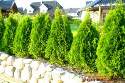 Thuja smaragd  Akce Podzim 2013