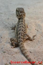 Agama vousat (Pogona vitticeps) - mla