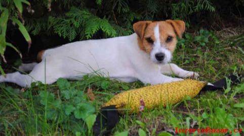 Parson Russell Terrier s PP