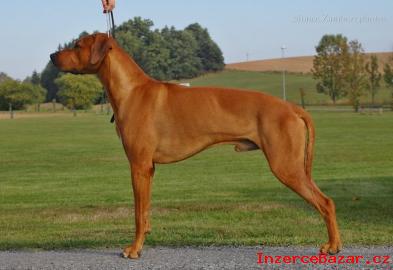 Rhodsk ridgeback - tata s PP