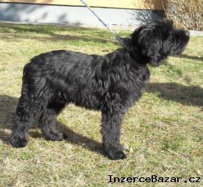 Briard - ern fenka