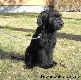 Briard - ern fenka