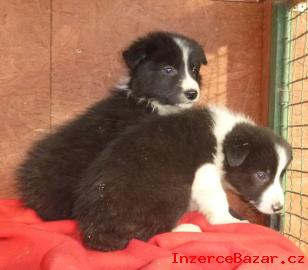 Border Collie ( Border kolie )