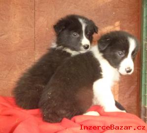 Border Collie ( Border kolie )