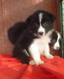 Border Collie ( Border kolie )