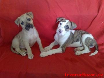 AMSTAFF-Americk stafordrsk terier-AS