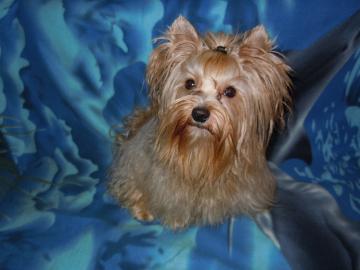 Zlat jorkr-Golddust yorkshire terrier