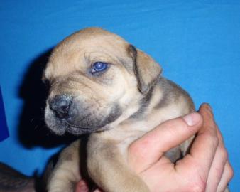 BOERBOEL s PP