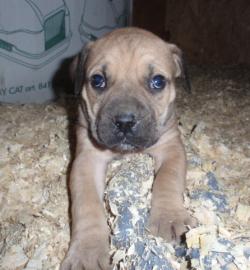 BOERBOEL - osobn strce