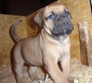 BOERBOEL - osobn strce