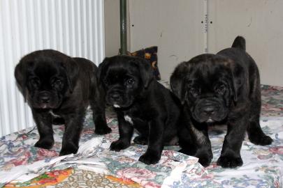 Cane Corso