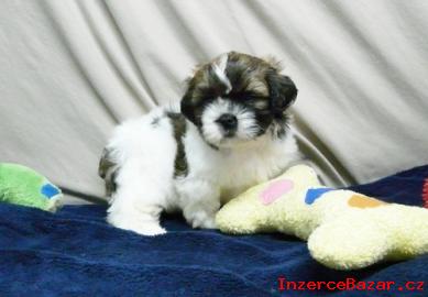 Zdrav Shih Tzu tata na dobrch domov