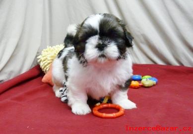 Zdrav Shih Tzu tata na dobrch domov