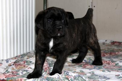 Cane Corso